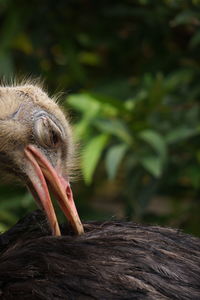 Bird of sumatra island