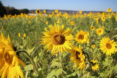 Close-up of yellow flowering plants on field