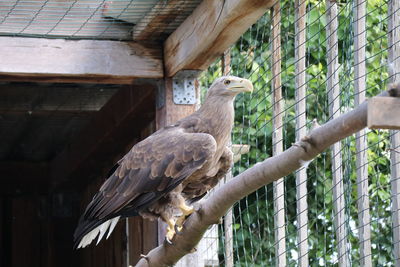 Bird perching on a tree