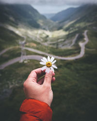 Cropped hand holding flower