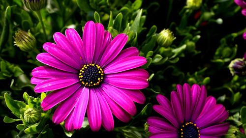 Close-up of pink cosmos flower