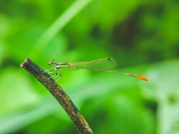 Close-up of grasshopper on leaf