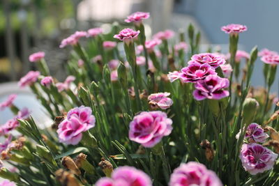 Close-up of pink flowering plants