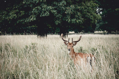 Deer standing on field