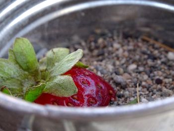Close-up of strawberry in bowl