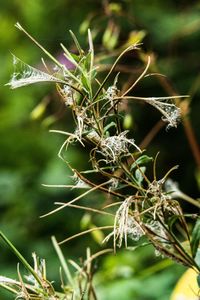Close-up of wilted plant