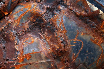 Close-up of crab on rock