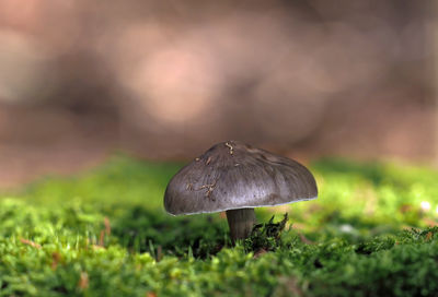 Close-up of mushroom growing on field