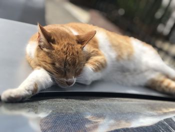 Cat relaxing on a car