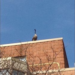 Low angle view of bird perching on roof