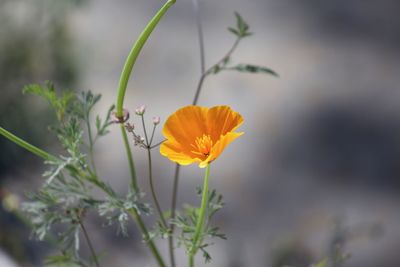 Close-up of yellow poppy blooming outdoors