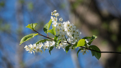 Close-up of cherry blossoms in spring