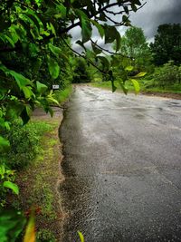 View of trees and plants