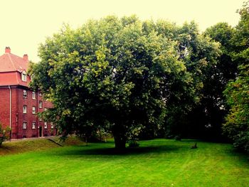 Trees growing on grassy field