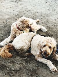 High angle view of dog lying on land