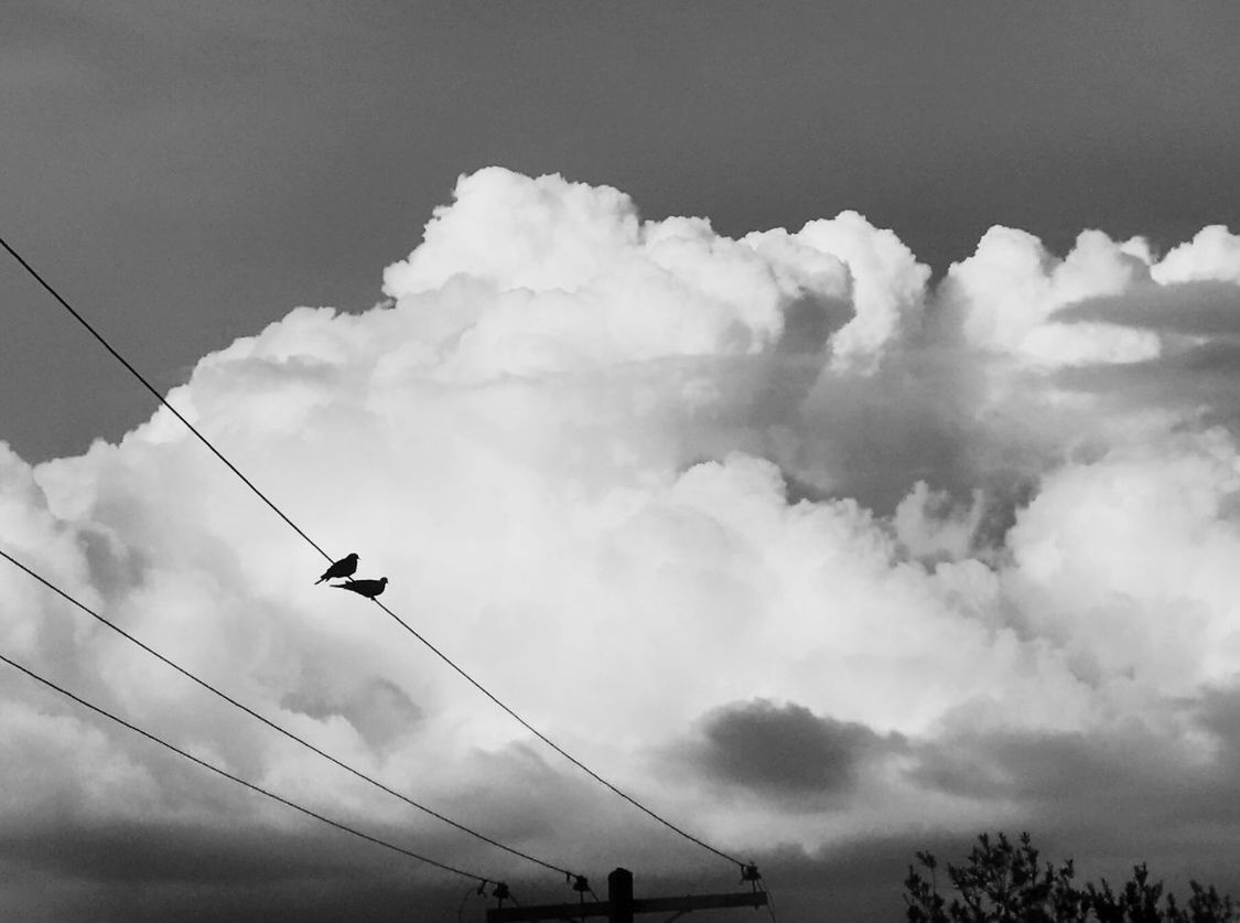 cloud, sky, black and white, monochrome, monochrome photography, cable, nature, low angle view, electricity, flying, animal, animal themes, silhouette, bird, white, no people, outdoors, transportation, day, air vehicle, technology, airplane, animal wildlife, environment, power line