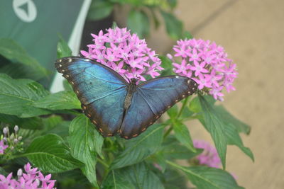 Close-up of butterfly on flower