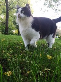 Cat sitting on grass