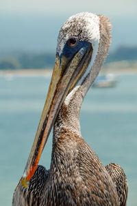 Close-up of pelican by sea