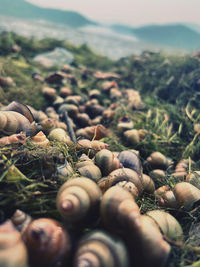 Close-up of shells on ground