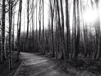 Sun shining through trees in forest