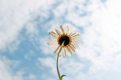 Low angle view of flower against sky