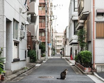 High angle view of cat on street amidst buildings