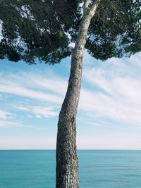 Scenic view of tree by sea against sky