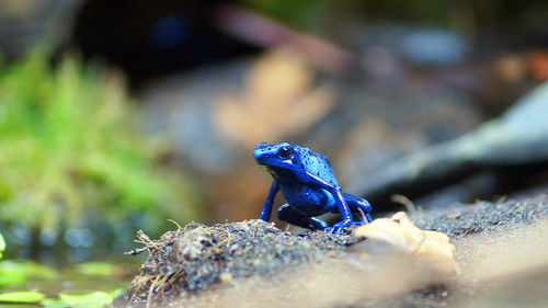 Close-up of poison dart frog on rock