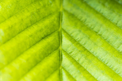 Full frame shot of green leaf