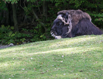 Horse in a field