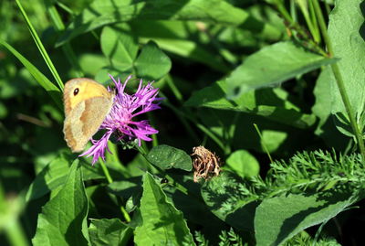butterfly