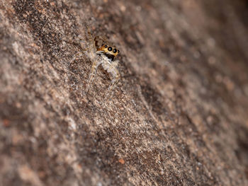 Close-up of insect on rock