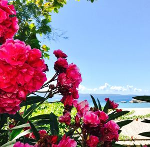 Close-up of pink bougainvillea blooming against sky