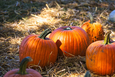 Close-up of pumpkins on field