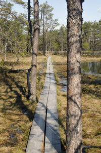 Road passing through forest