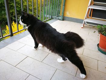 High angle view of cat relaxing on footpath