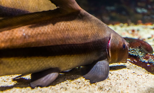 Close-up of fish in sea