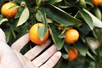 Close-up of orange fruits