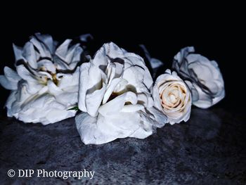 Close-up of white roses