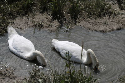 High angle view of swan swimming in lake