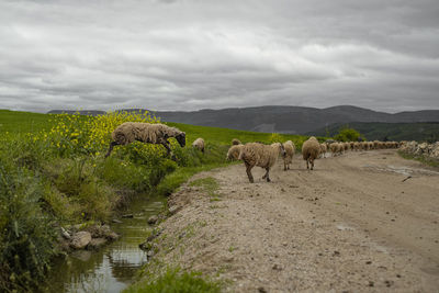 Sheep grazing on field against sky