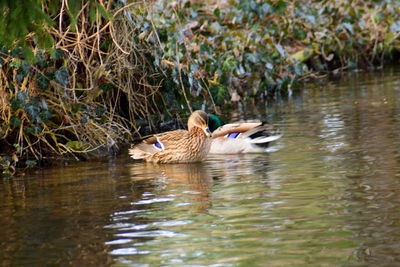 Ducks swimming on lake