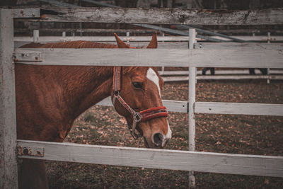 Horse standing on field