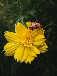 Close-up of insect on yellow flower