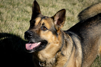 Close-up of a dog looking away