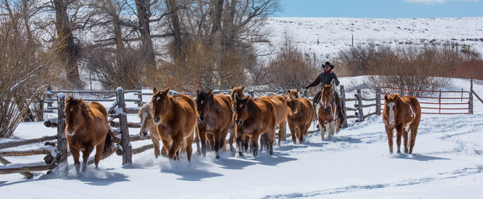 Horses on field during winter