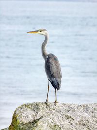 Gray heron perching on rock by sea