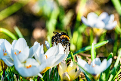 Close-up of bee pollinating on flower