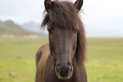 Close-up of a horse on field
